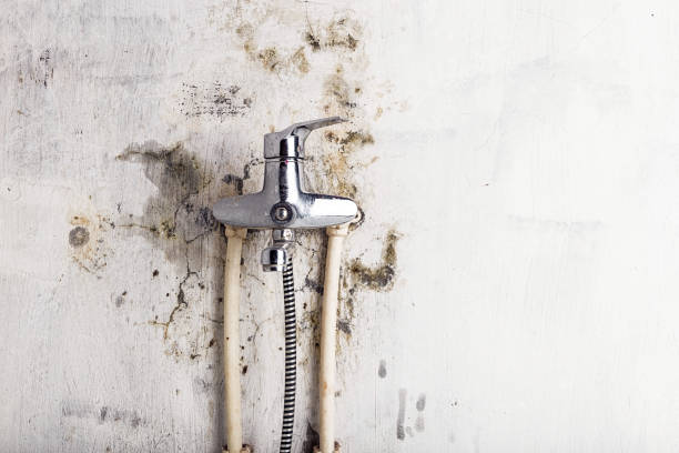 Best Mold Removal Company Near Me  in Lake City, GA