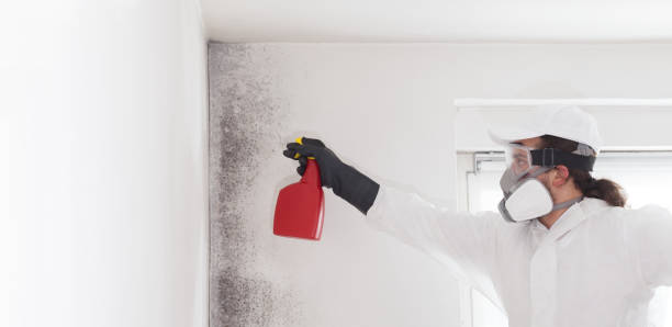 Office Mold Removal Services in Lake City, GA