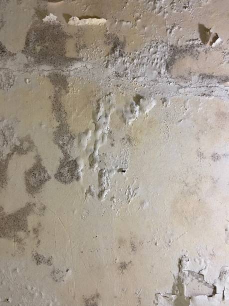 Best Office Mold Removal Services  in Lake City, GA