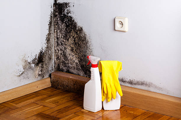 Best Mold Damage Repair  in Lake City, GA