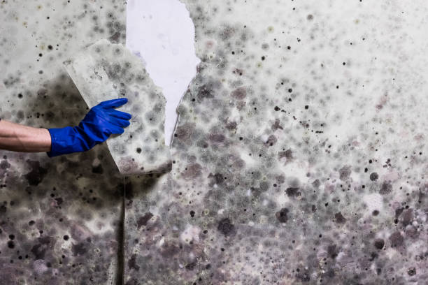 Certified Mold Removal in Lake City, GA